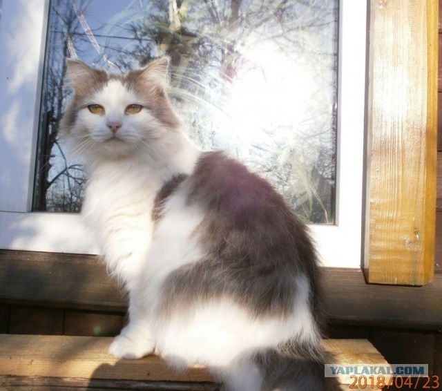 Котовторник 24.04.2018