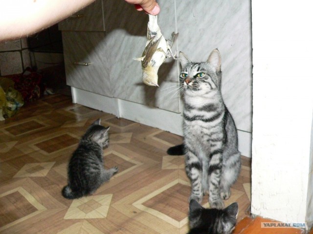 КотоОхота