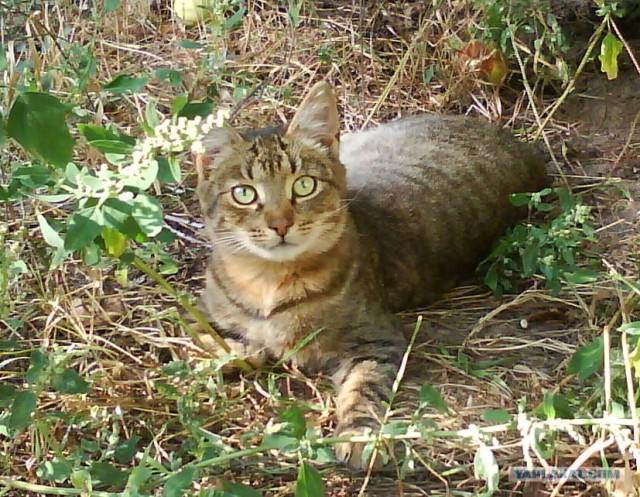 Котовторник (14.02.2012)