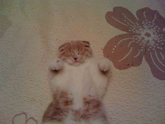 Котовторник! 13.03.2012