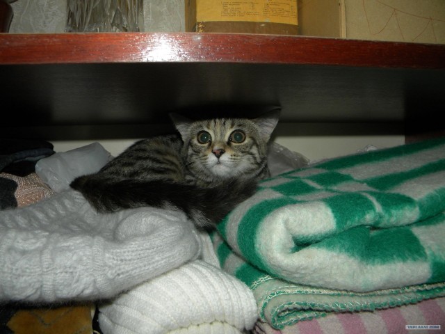 Котовторник 1 мая 2012