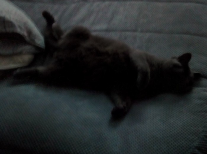 Котовторник 19.02.2019