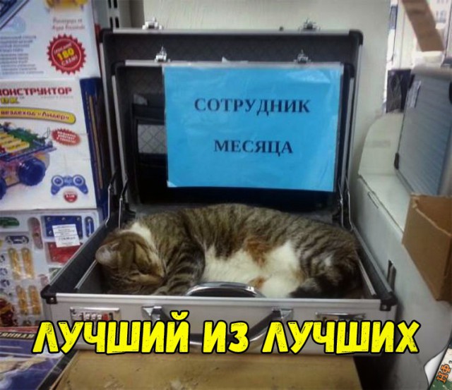 Нестандартный юмор