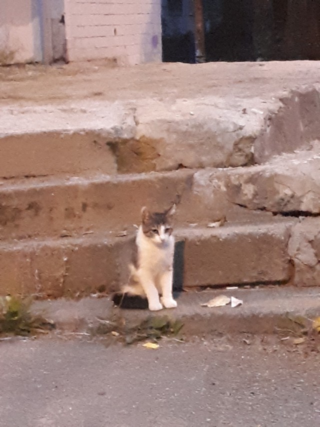 Забавные фото котеек