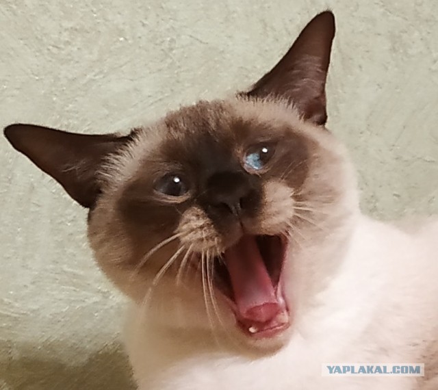ЯП в кошках
