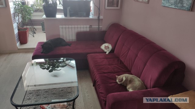 Давайте по котикам, которые с нами на самоизоляции