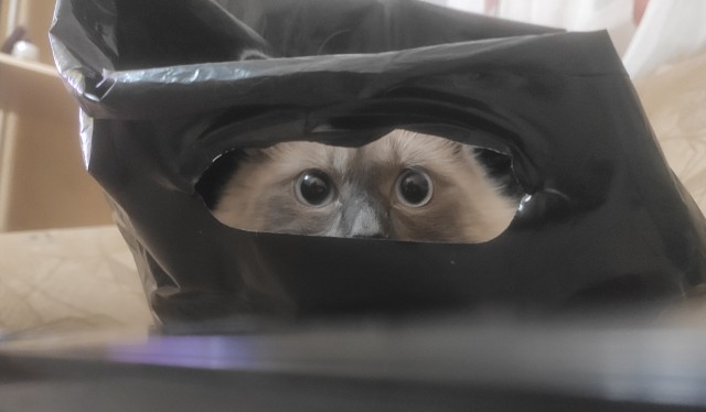Последний котовторник 2020 года