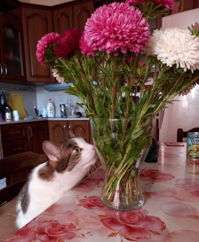 Котовторнику быть!