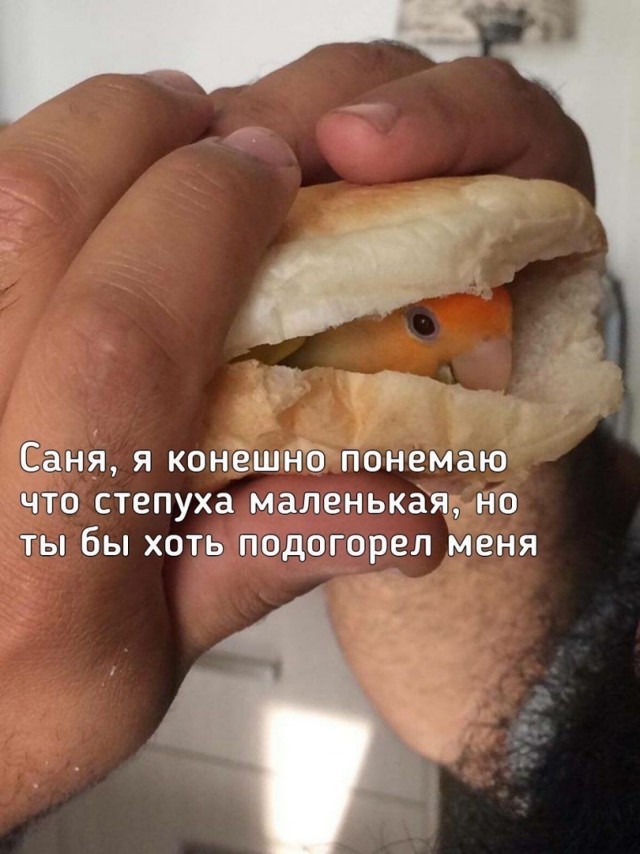 Весёлый полтишок 15.03