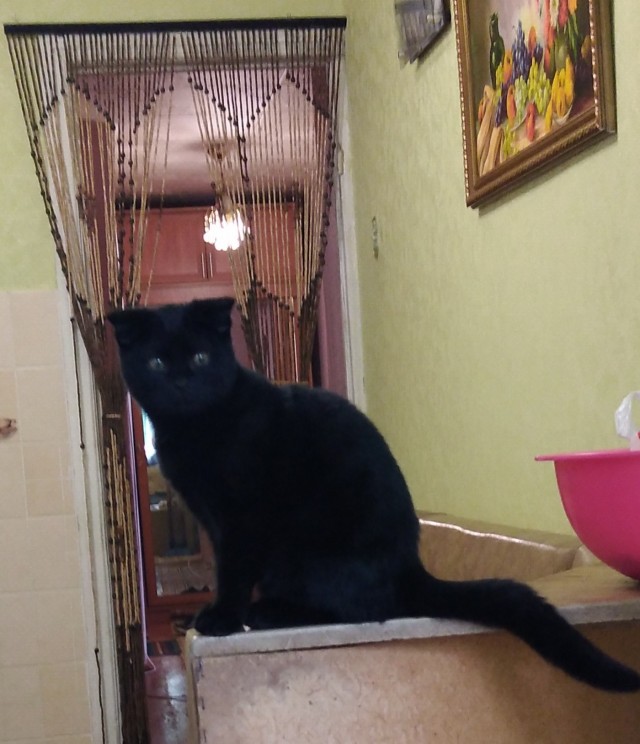 Котовторник!