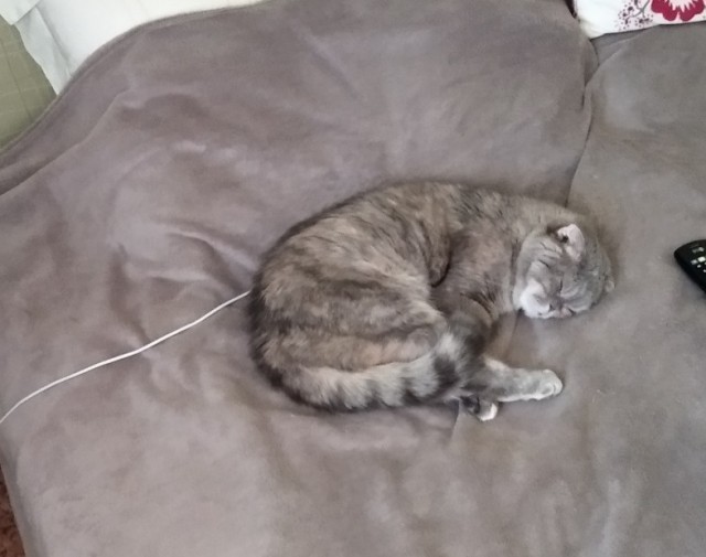 Котовторник же!