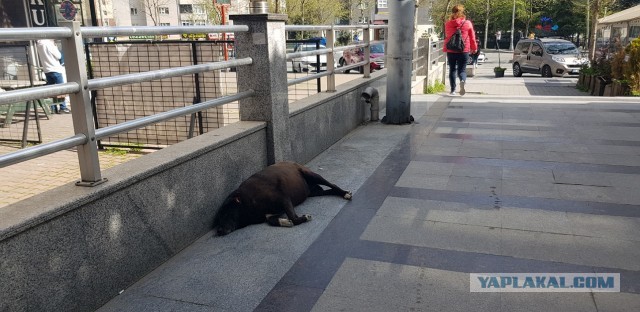 В Башкирии школьники залезли на дерево, спасаясь от стаи бездомных собак