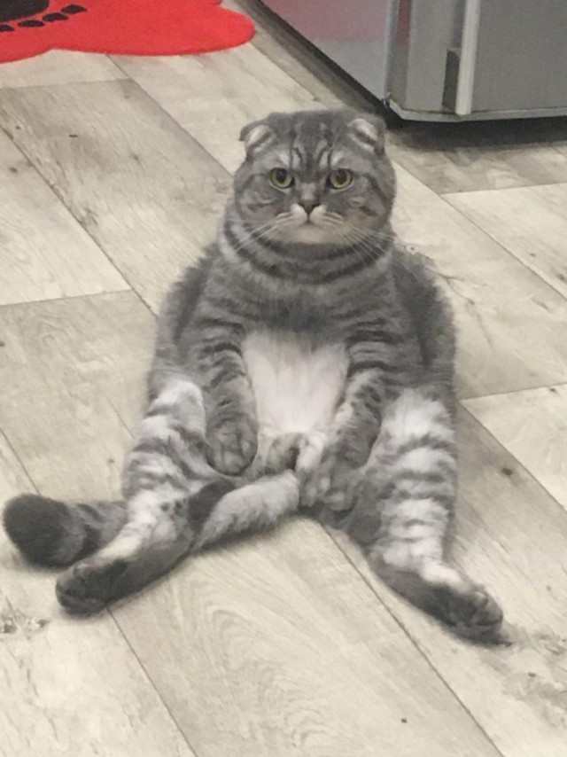 Котовторник 14.09.2021