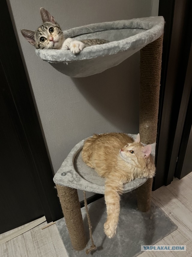 Котовторнику быть