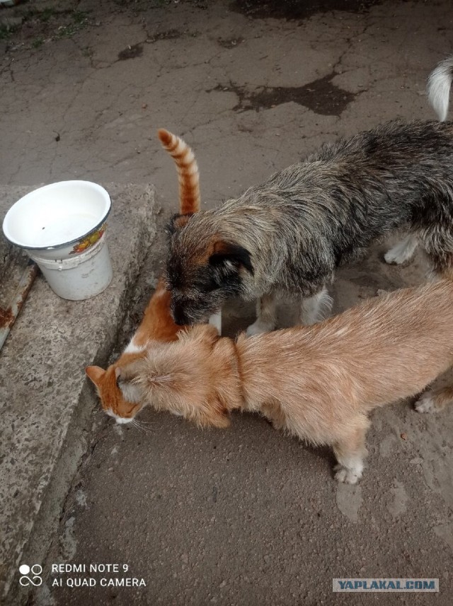 Котики в беде