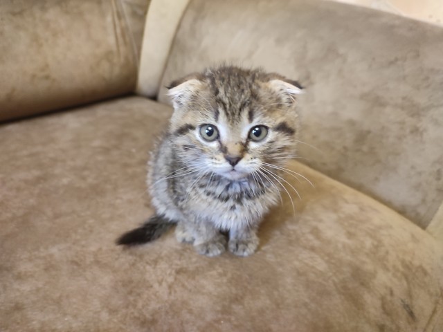 Котовторник 1.11.22