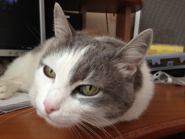 Котовторник 09.04.2013