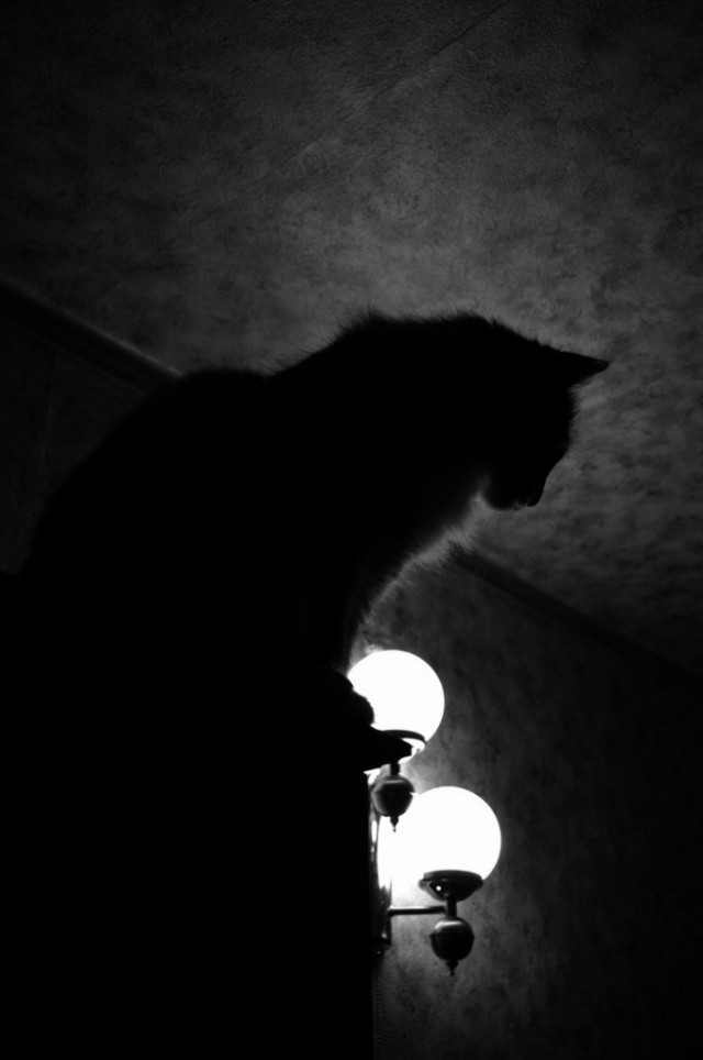 Котовторник 09.04.2013