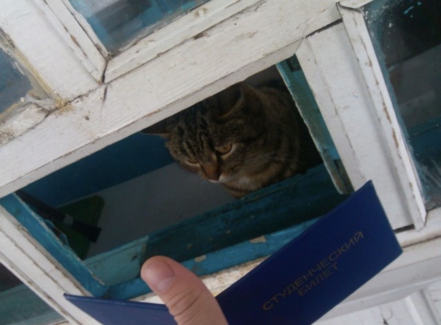 Коты - мастера на все лапы