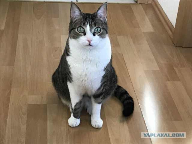 Котовторник. Моему мультяшке 1 год