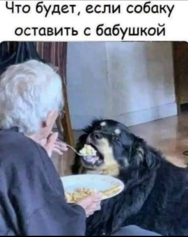 Деревенская кошка