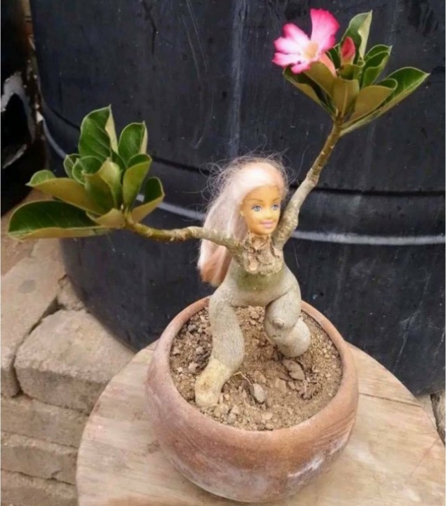 ФотоВинегрет