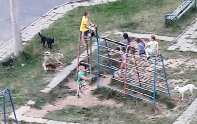 Забавная детская игра – спастись от стаи бездомных собак