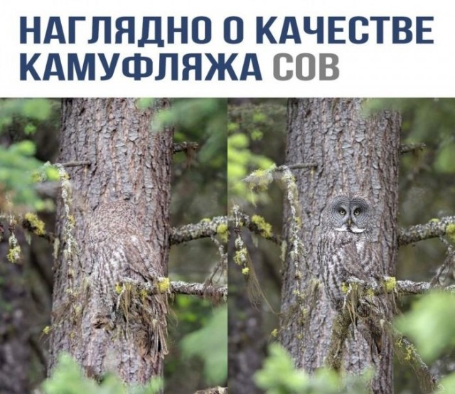 Заключительные баяны на этой неделе