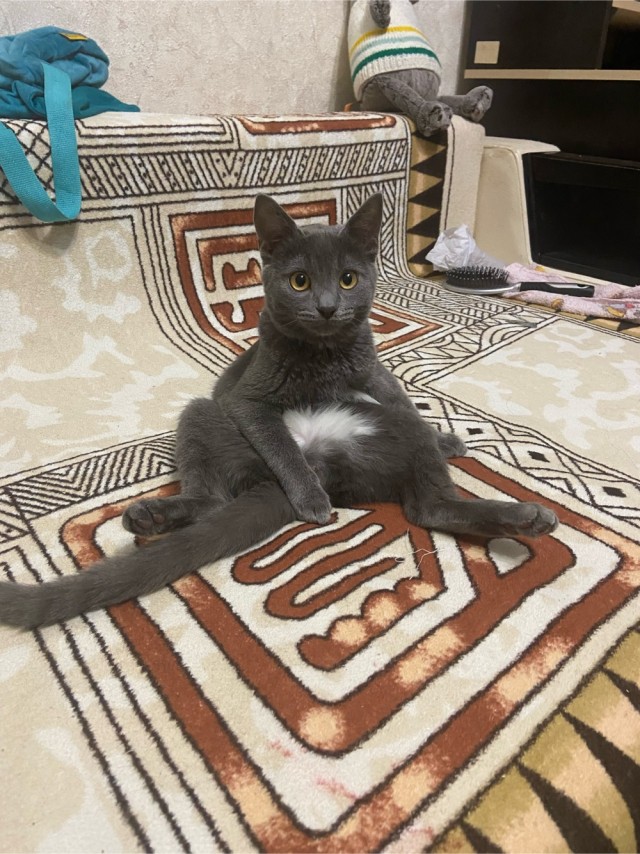 Котёнок с необычной особенностью