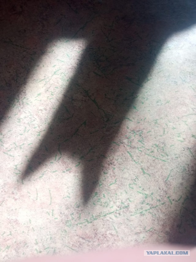 Лучшее фото кошки, что я сделал