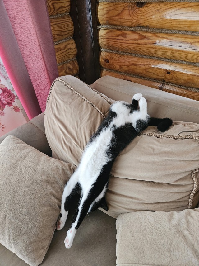 Котовторник