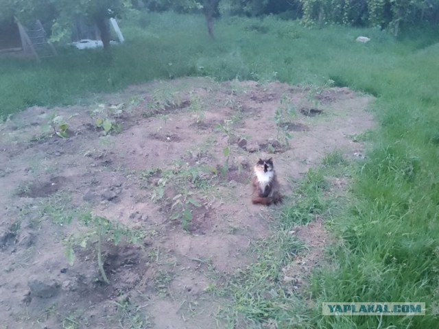 Жизнь домашнего приюта для котеек 545