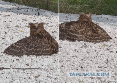 Совы ежедневно прилетают «загорать» на площадку, засыпанную гравием
