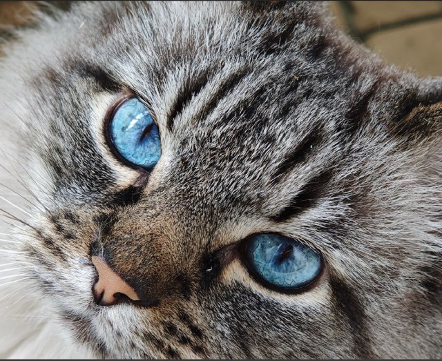 Моя жена не умеет фоткать кота