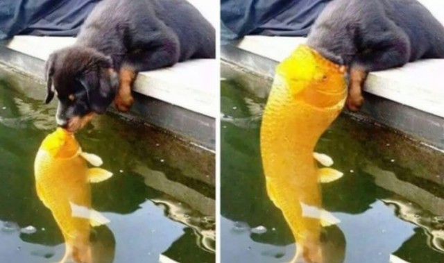 Заряд позитива: взгляните на 25 самых забавных снимков