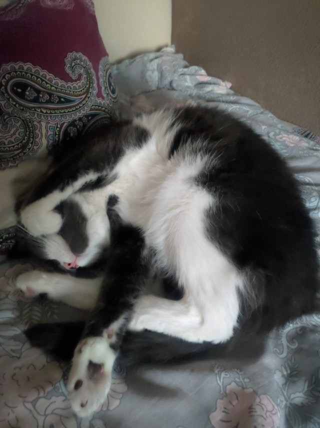 Кото вторник 2.09.2025.