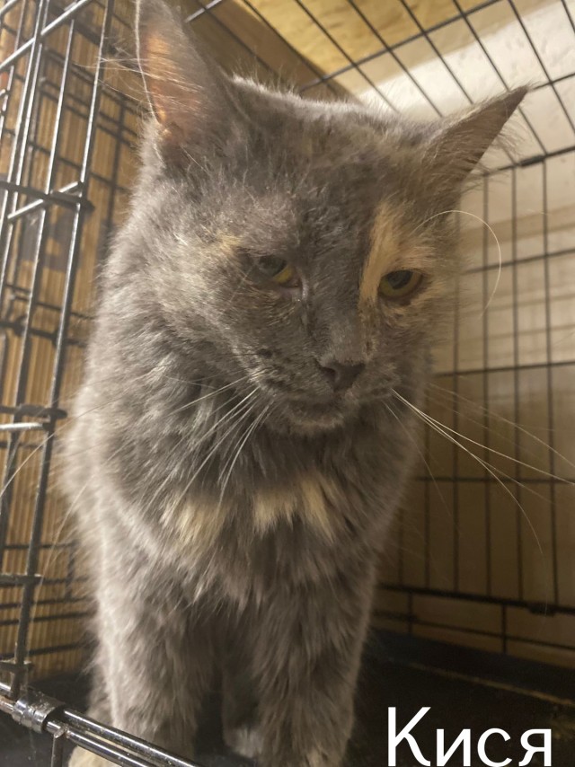 Жизнь домашнего приюта "Котоленд" 514
