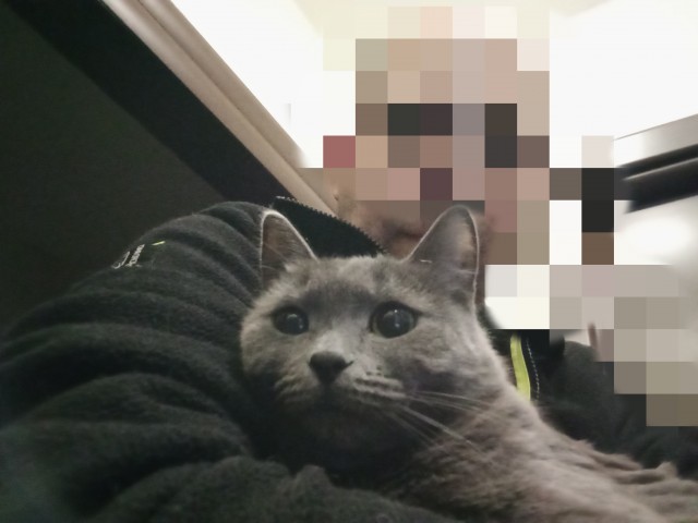 Друзья, как приручить котяру? Дикого.