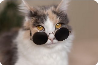 Учёные решили очередную загадку Вселенной. Кот Шредингера не только жив и мёртв одновременно, но также стар и молод в одно время