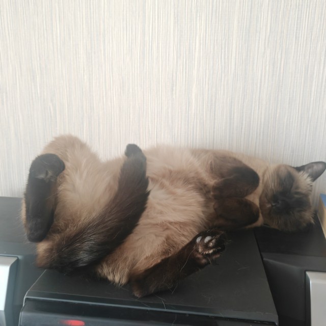 Котовторник