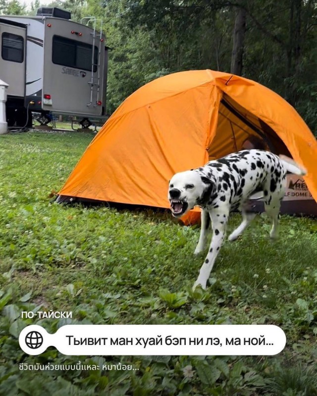 9 мемов про собачку на разных языках