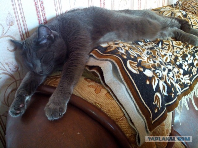 Котовторник 17.09.2013