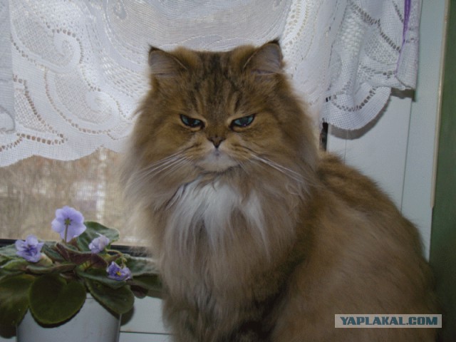 Породы кошек. Часть 1