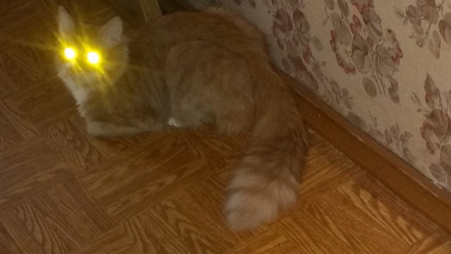 Котовторник 10.06.2014