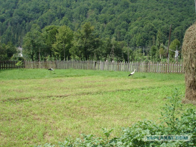 Горганы