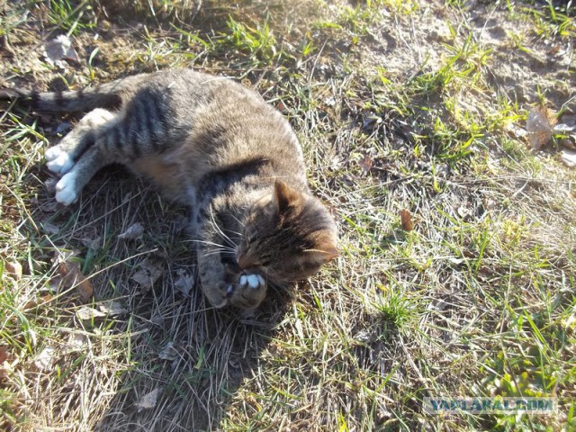 Жизнь домашнего приюта для котеек 56