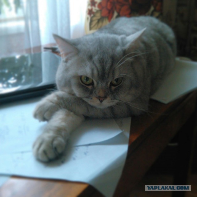 Котовторник 16.06.2015., Котовторник наступил!