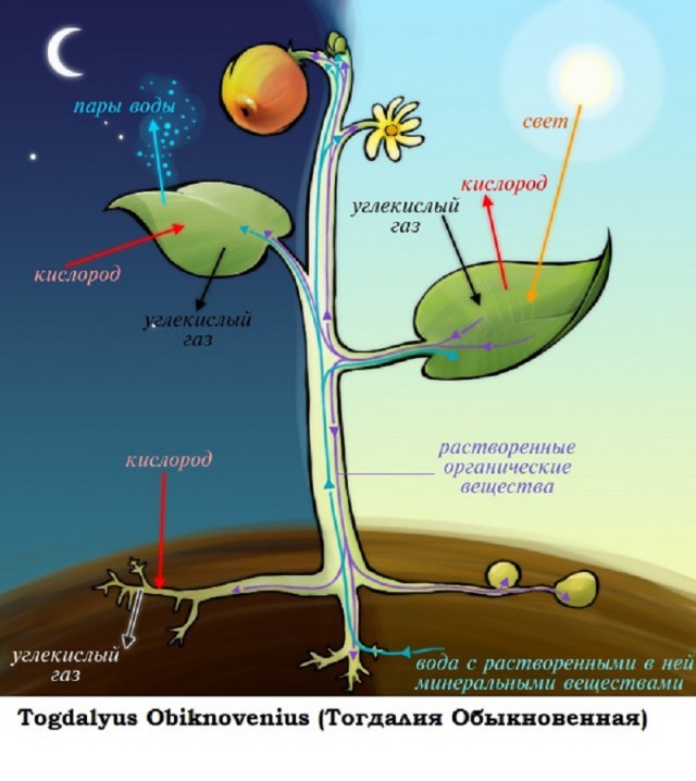 Тиснуто с мамского форума