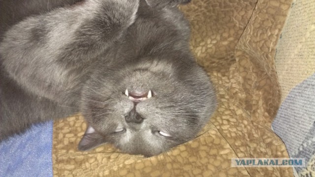 Котовторник 17.11.2015