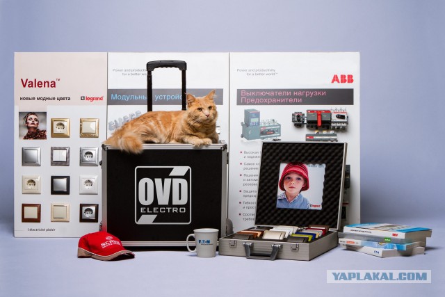 Котовторник